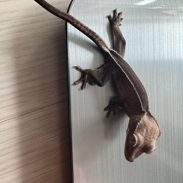 아잔틱