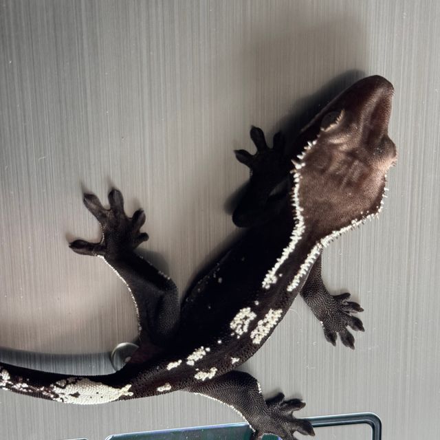 아잔틱
