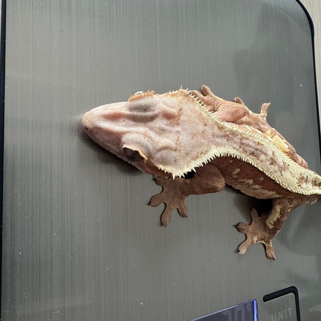 세이블