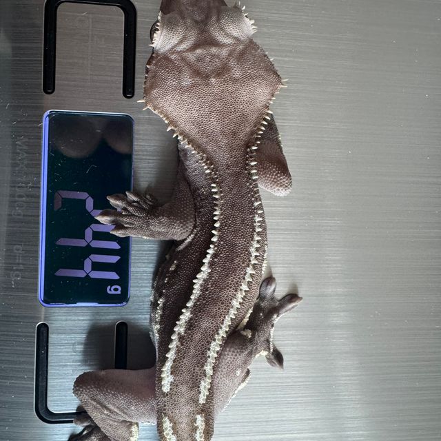 아잔틱