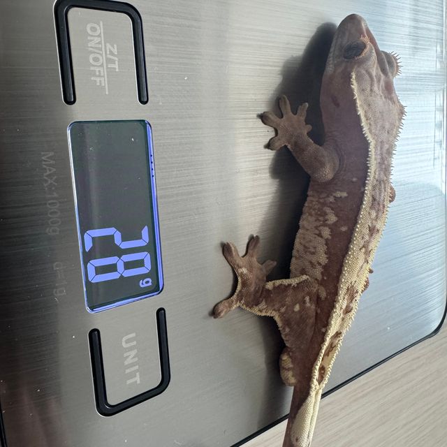 세이블