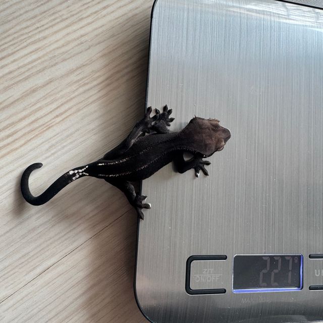 아잔틱