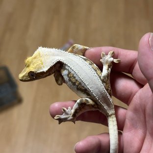 릴리100%헷아잔틱 (모)