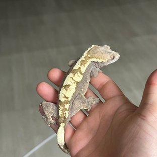 100%헷아잔틱 세이블 (모)