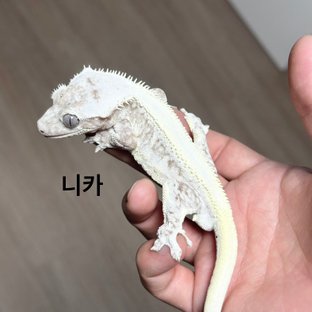 니카