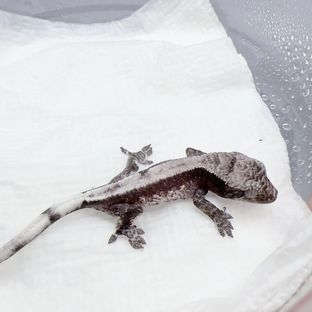 세이블 아잔틱