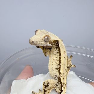 100%헷아잔틱