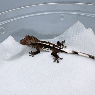 아잔틱