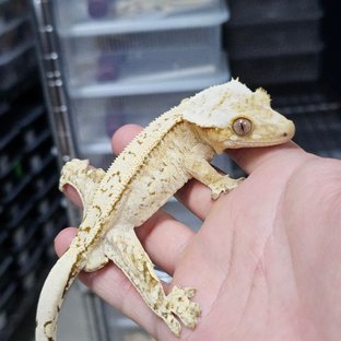 Creamsicle
