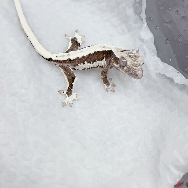 릴잔틱