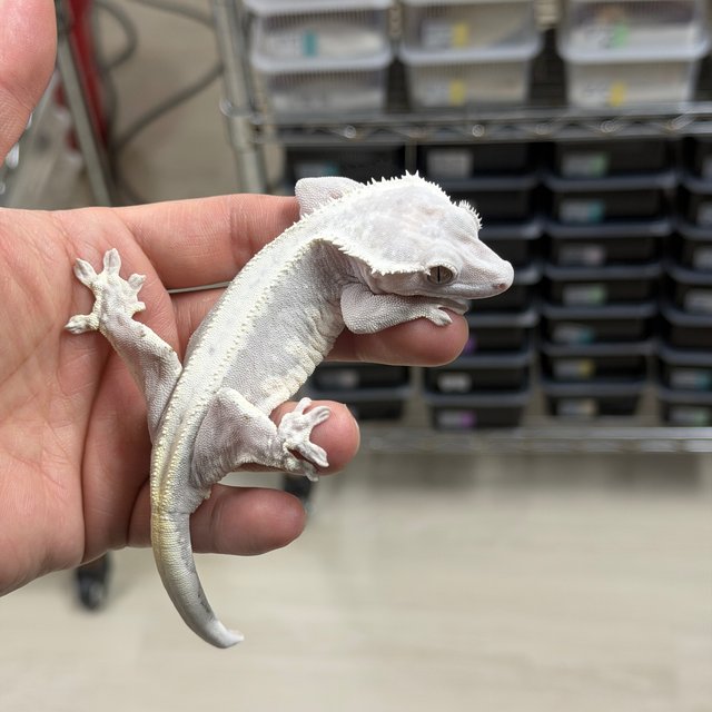 Lilly Axanthic