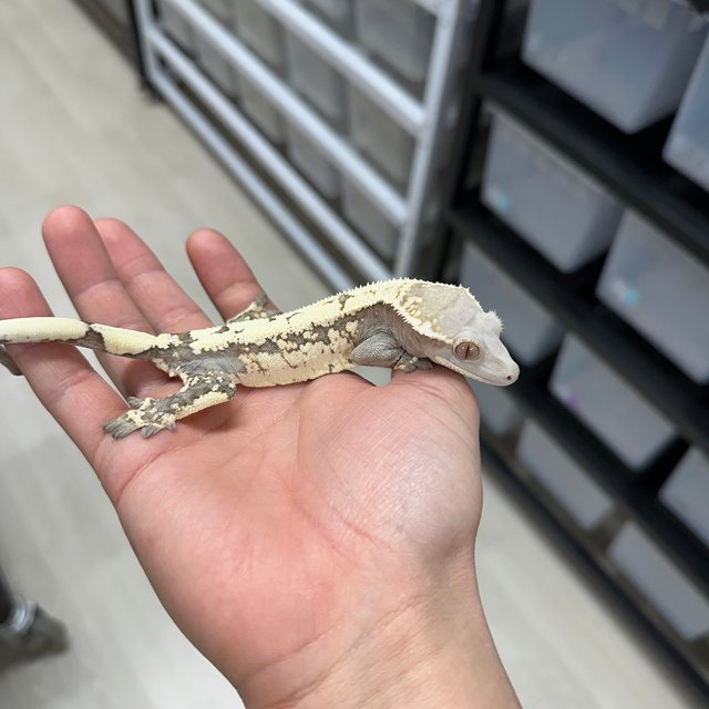 세이블 100%헷초초