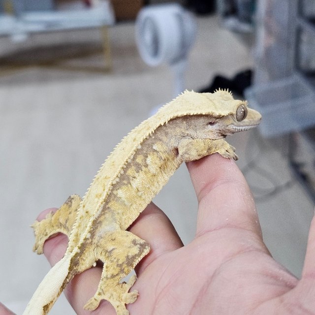 Quad Normal