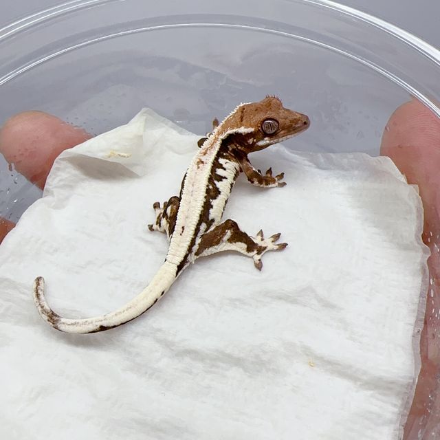 100%헷아잔틱 릴리 세이블