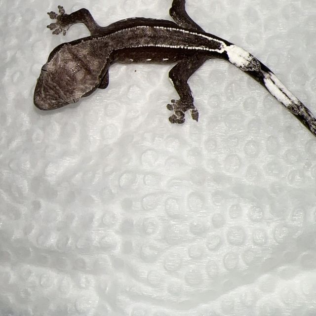 아잔틱