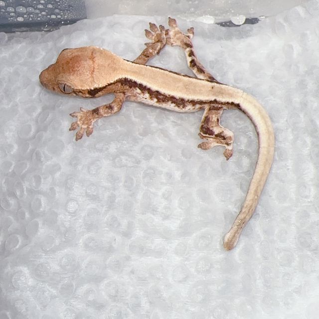 릴리 세이블