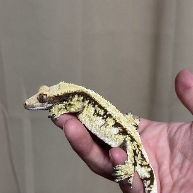 100% Het Axanthic