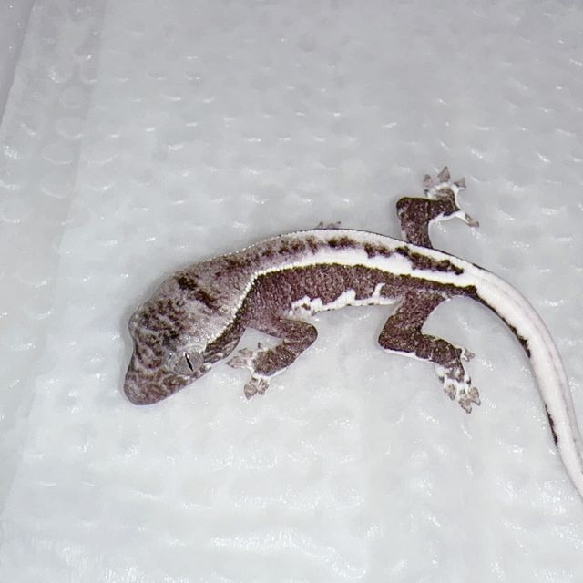 릴잔틱