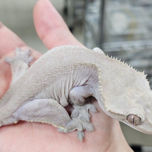 Axanthic Hypo
