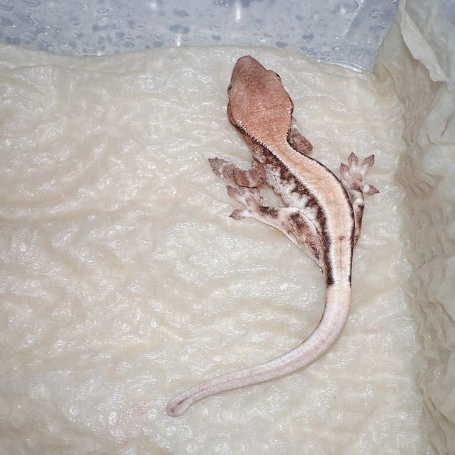 프라푸치노