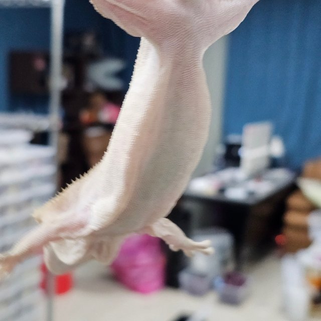 Axanthic Hypo