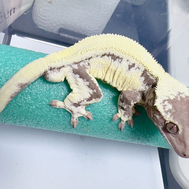릴리 세이블
