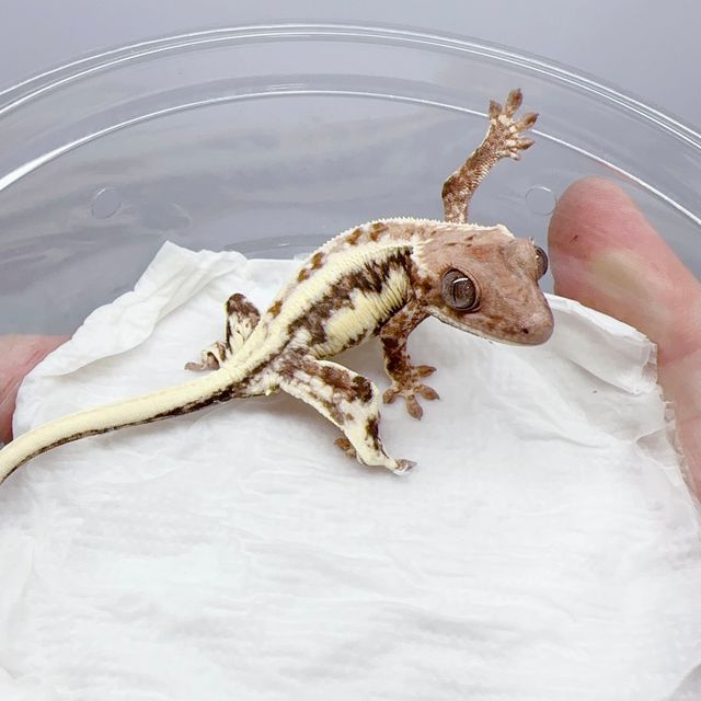 100%헷아잔틱 릴리 세이블