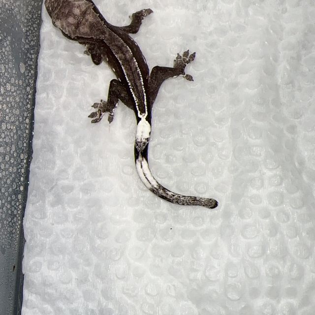 아잔틱