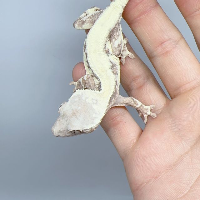 릴리 세이블