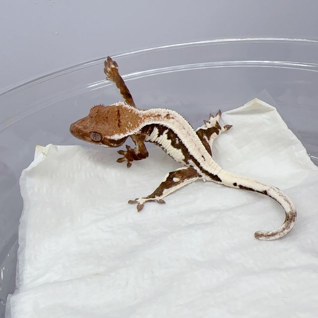 100%헷아잔틱 릴리 세이블