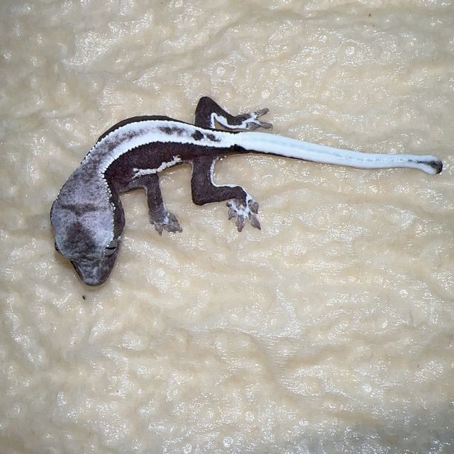 릴잔틱