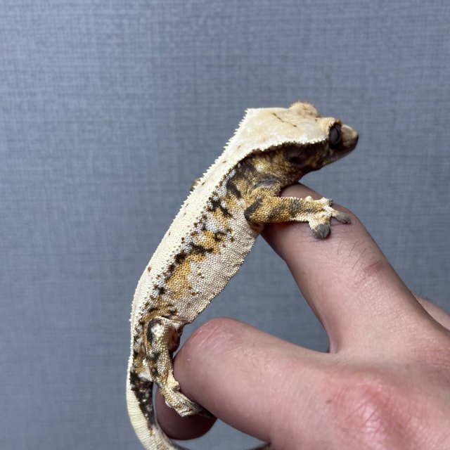 Normal