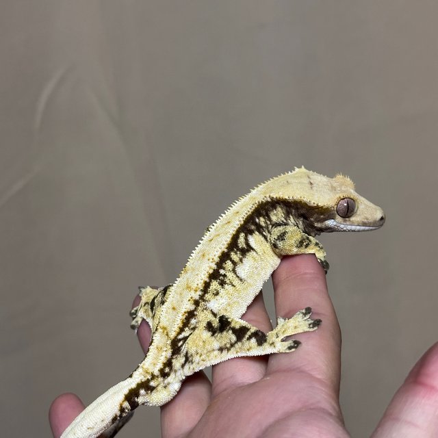 100% Het Axanthic