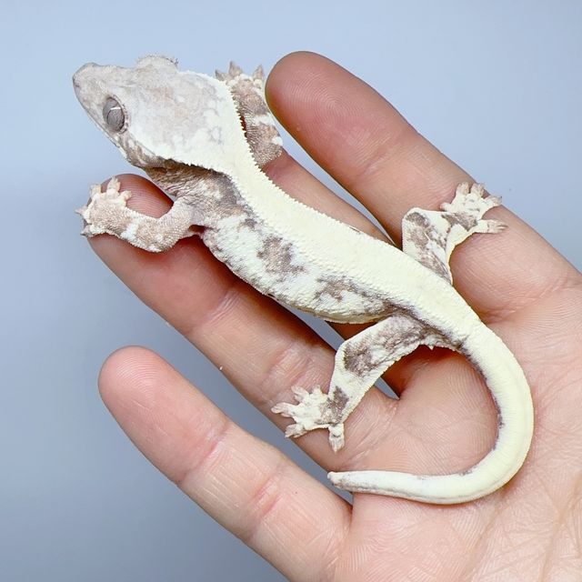 릴리 세이블
