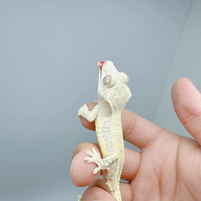 릴리화이트