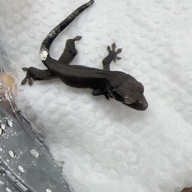 아잔틱