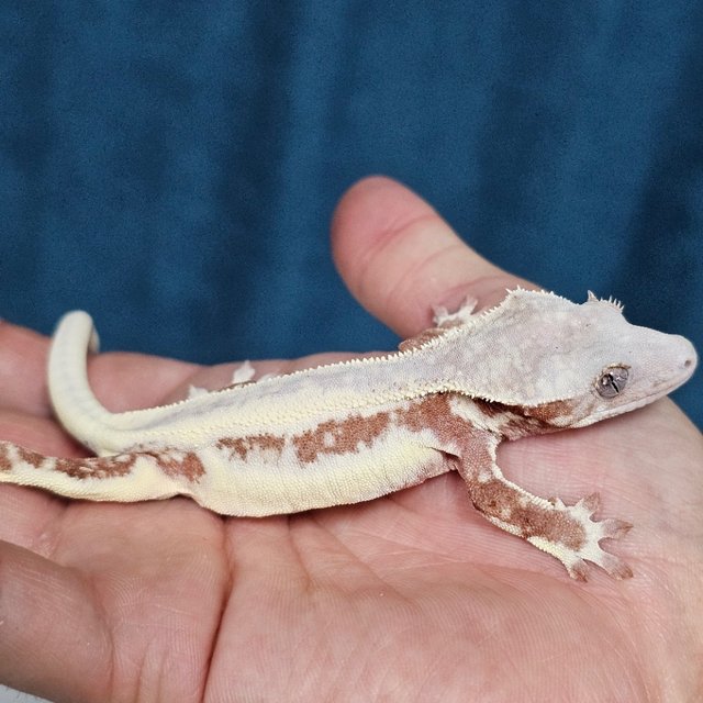 Chocho Lilly White