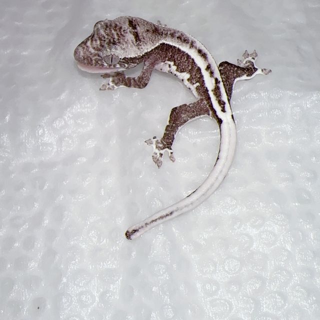 릴잔틱
