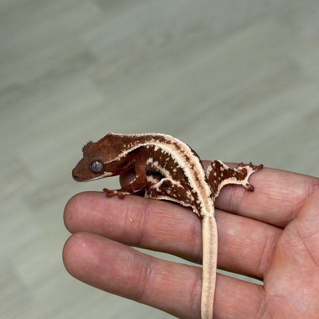 Lilly White Chocho