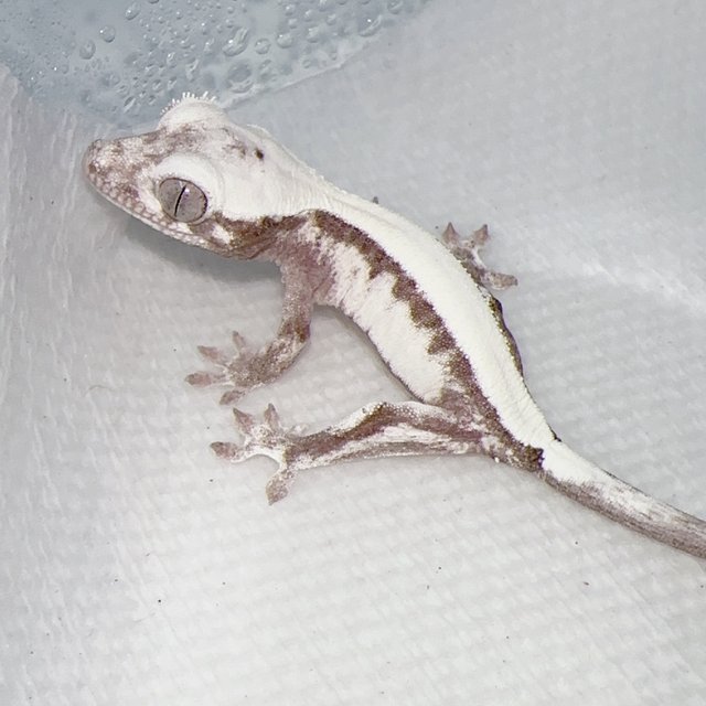 Super Sable LW Axanthic