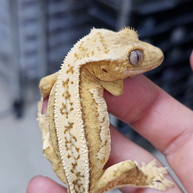 Creamsicle