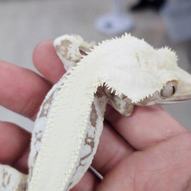 Lilly White
