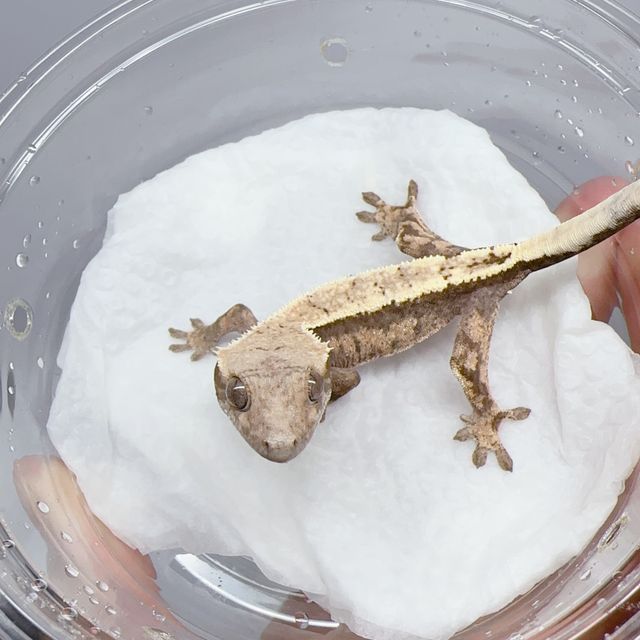 세이블