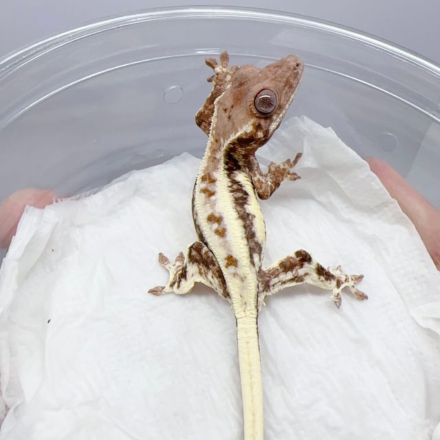 100%헷아잔틱 릴리 세이블