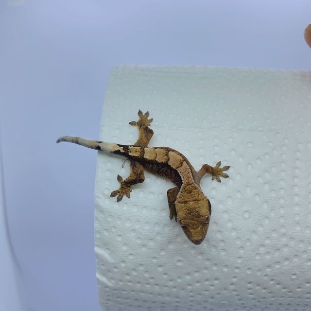 세이블