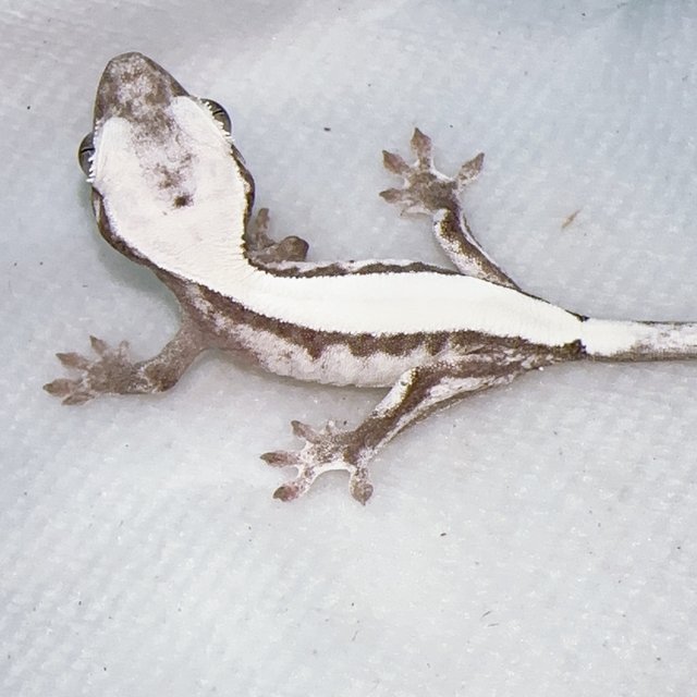 Super Sable LW Axanthic