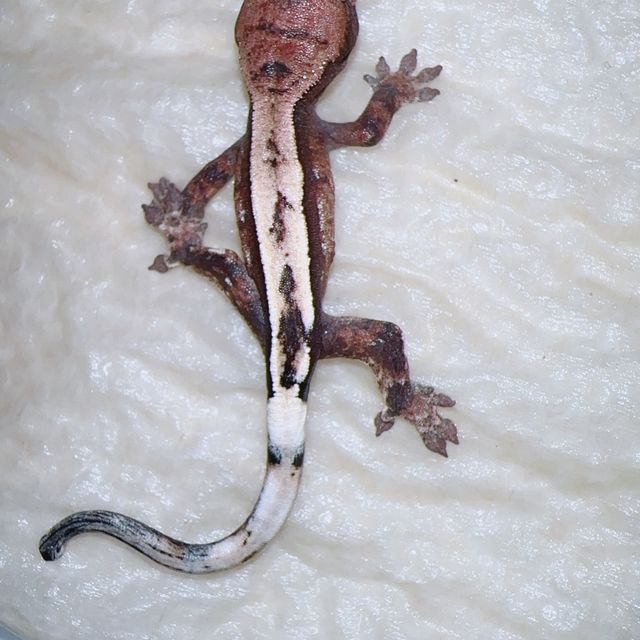 세이블