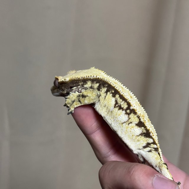 100% Het Axanthic