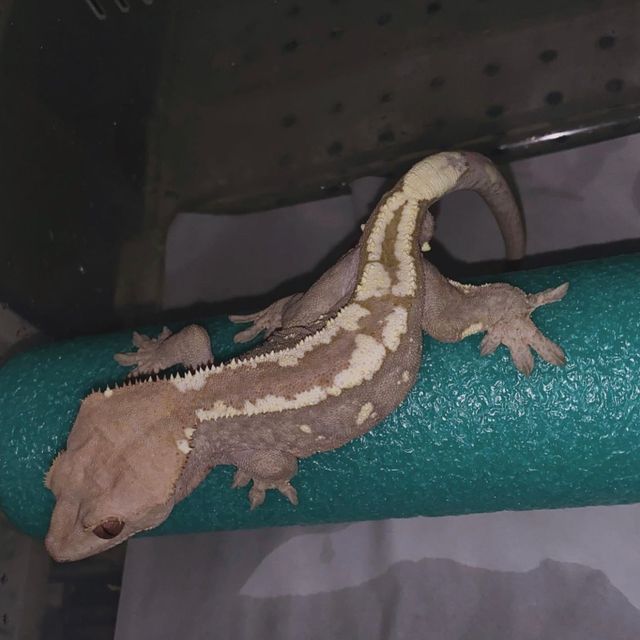 세이블