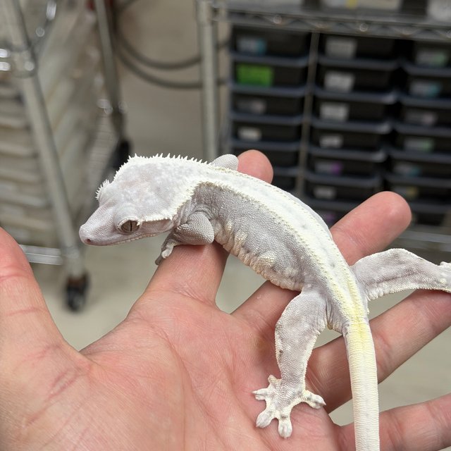 Lilly Axanthic